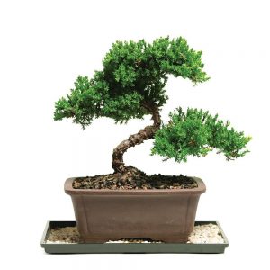 Bonsai