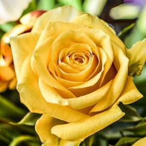 PLANTE DECORATIVE