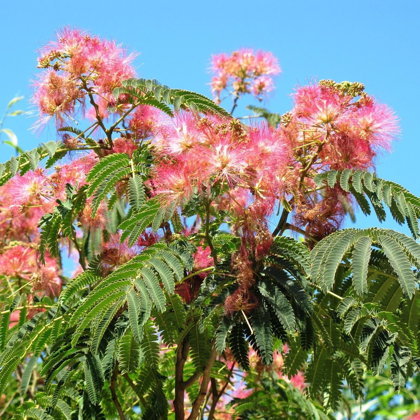 Albizia Julibrissin GLISSANDO Garden Center Albizia Julibrissin GLISSANDO Garden Center