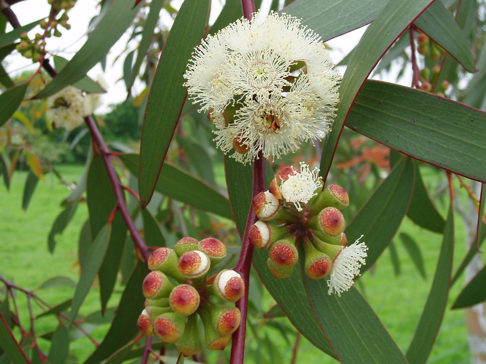 Eucalyptus – GLISSANDO Garden Center