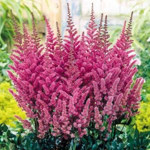 Bulbi ASTILBE