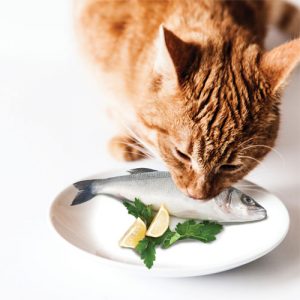 Hrană pentru pisici