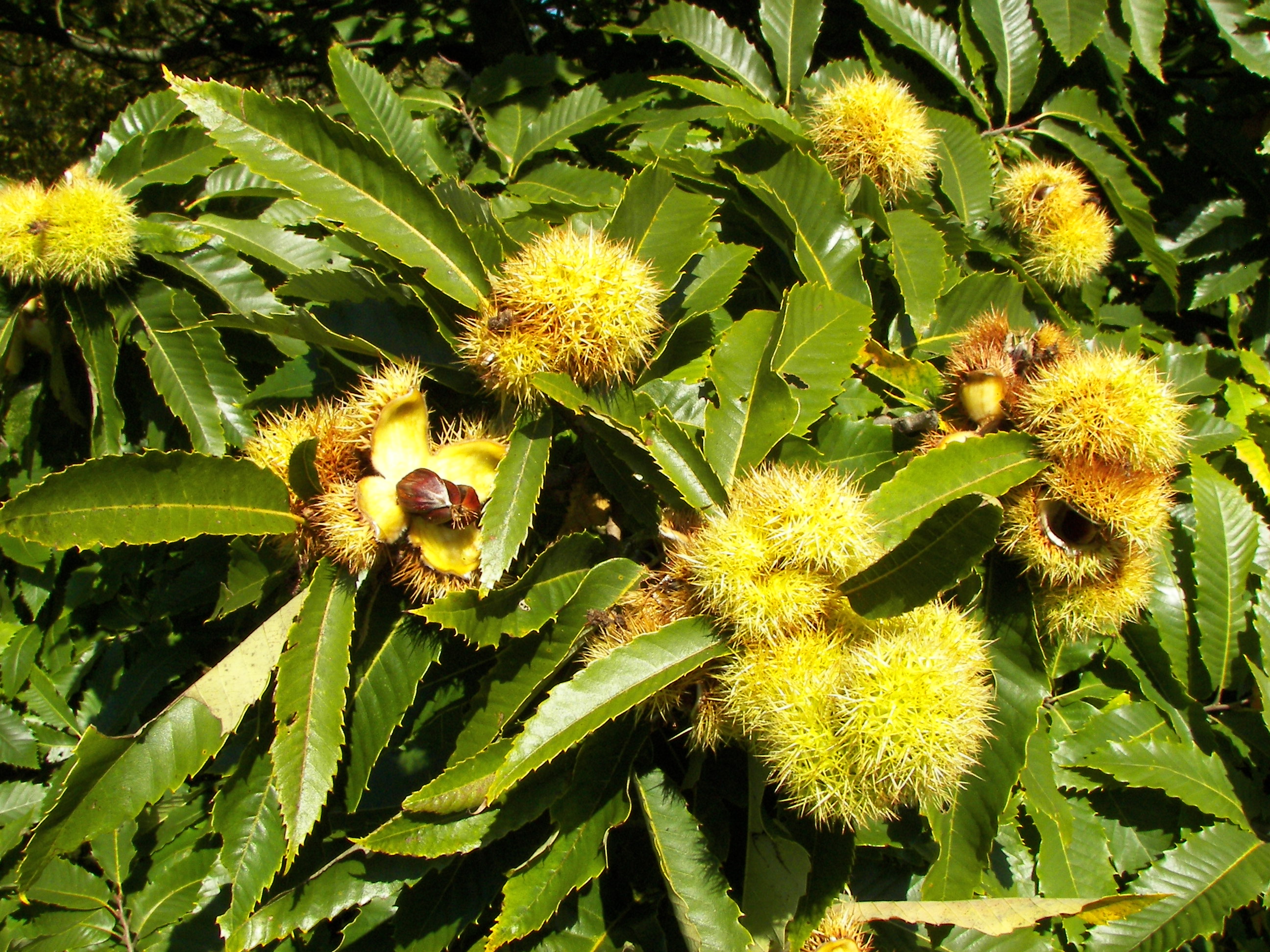 postura varicoza colanii ortopedice de la varicoza varicoza